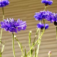 矢車草・ブルー💙  #Centaurea cyanus