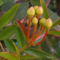 季節外れのモッコウバラの花芽