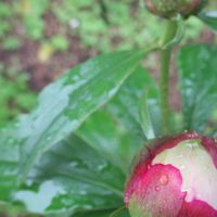 4/8小雨。鉢植えの芍薬の蕾は、ピンクの...