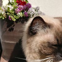 ラムちゃんのチェックが完了しました🌹🐈 ...