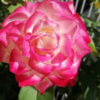 実家の薔薇🌹  母が午後から退院 ４泊５...