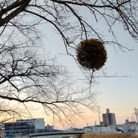 桜の枝の宿り木 天然のハンギングバスケ...