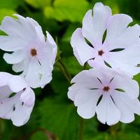 日本桜草・瑠璃殿