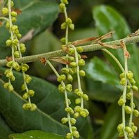 庭のウバメガシの花 どんぐりが沢山なり...