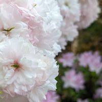 ソメイヨシノ🌸が葉桜になり 八重桜🌸とツ...