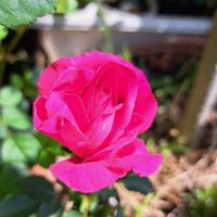   ばら 今年最初の薔薇です🥀 早いですね