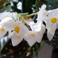 ベゴニア・マクラータ  雄花です。 花弁...