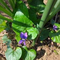 スイートバイオレットの花が、水仙の株...