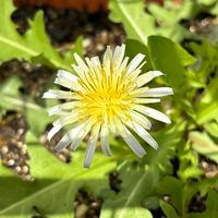 ニホンタンポポの開花です。