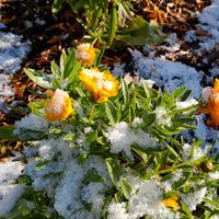 初雪の翌朝のコレオプシス〝ゴールデン...