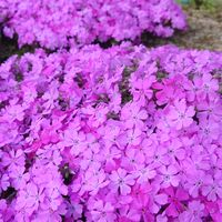 芝桜が見頃です✨