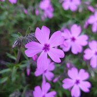 こちらの芝桜はゆっくりめの開花😊