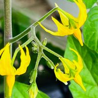 マイクロトマト🍅 開花真っ盛り〜