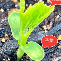 ゴーヤー 一般的な植物と違って、子葉→...