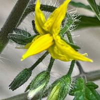 ミニトマト・アンジェレ🍅 開花真っ盛り〜