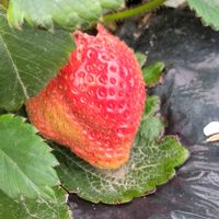 今季初めてのいちご🍓