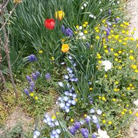 庭の東側の一角が花盛りでとても賑やか...