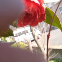 我が家の椿の花です(* ´ ▽ ` *)  赤一色...