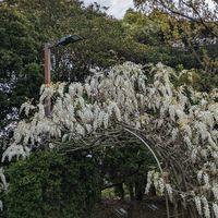 散歩の公園でニオイフジのアーチ、満開...