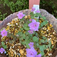 八重咲き梅花唐松です 今年は植え替えた...