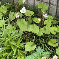 4月シラユキゲシの花が今年も咲きました