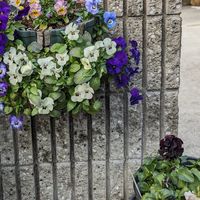 ハンギングと寄せ植え