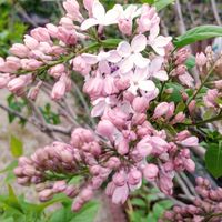 今年は去年よりも 花付きが良さそうです...