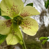 こぼれ種からの4年目で開花！ 親株の周...