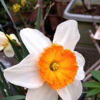 大杯水仙 今年のラスト一花に杯を傾けて...