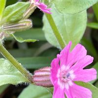 フクロナデシコ  こぼれ種からの開花で...