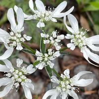 オルラヤ  こぼれ種からの開花です あち...