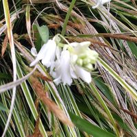 2024.4.21.白花の花がカレックスの葉っ...