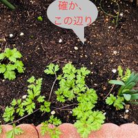 フリチラリア 球根の植え付けから2ヶ月...