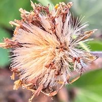 ツワブキ 風に種子が飛ばされ始めました...