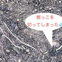 フリチラリア 球根から発根した無数のね...