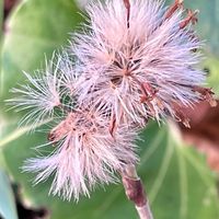 ツワブキ 風に種子が飛ばされ始めました...