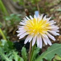 緋紅タンポポです  先日からちゃこの庭の子