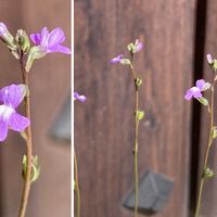 マツバウンランです  小さな小さなお花...