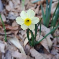 ミニ水仙  数年前に花友さんの花畑で見...