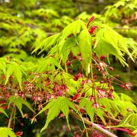 白山 野歩きの花々 モミジの花