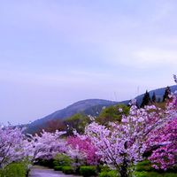 白山ジオパークの桜① この地は地図で見...