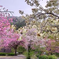 白山ジオパークの桜② 金沢市内より標高...