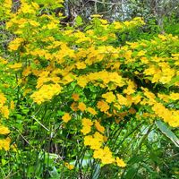 白山 野歩きの花々 山肌には至るところ...