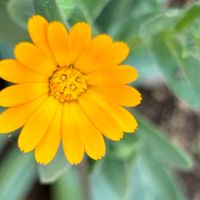 オレンジ色のお花🧡 雑草だと思いながら...