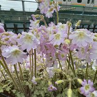 雪の重みにも耐えて 塀の吊り鉢の雲南桜...