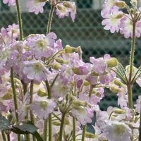 雪の重みにも耐えて 塀の吊り鉢の雲南桜...