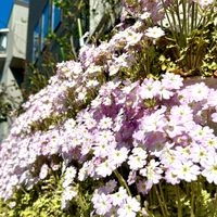 午後２時の雲南桜草 青空の下 日差しを...