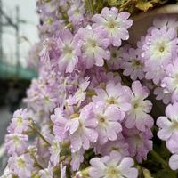 雪の重みにも耐えて 塀の吊り鉢の雲南桜...