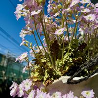 午後２時の雲南桜草 青空の下 日差しを...