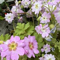 サーティワンと雲南桜草 3月24日朝、吊り鉢